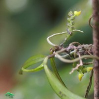 Thrixspermum walkeri Seidenf. & Ormerod